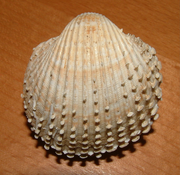 Acanthocardia spinosa